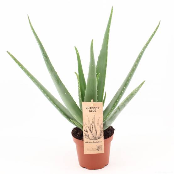 Aloe Vera P14 - D14 H45cm