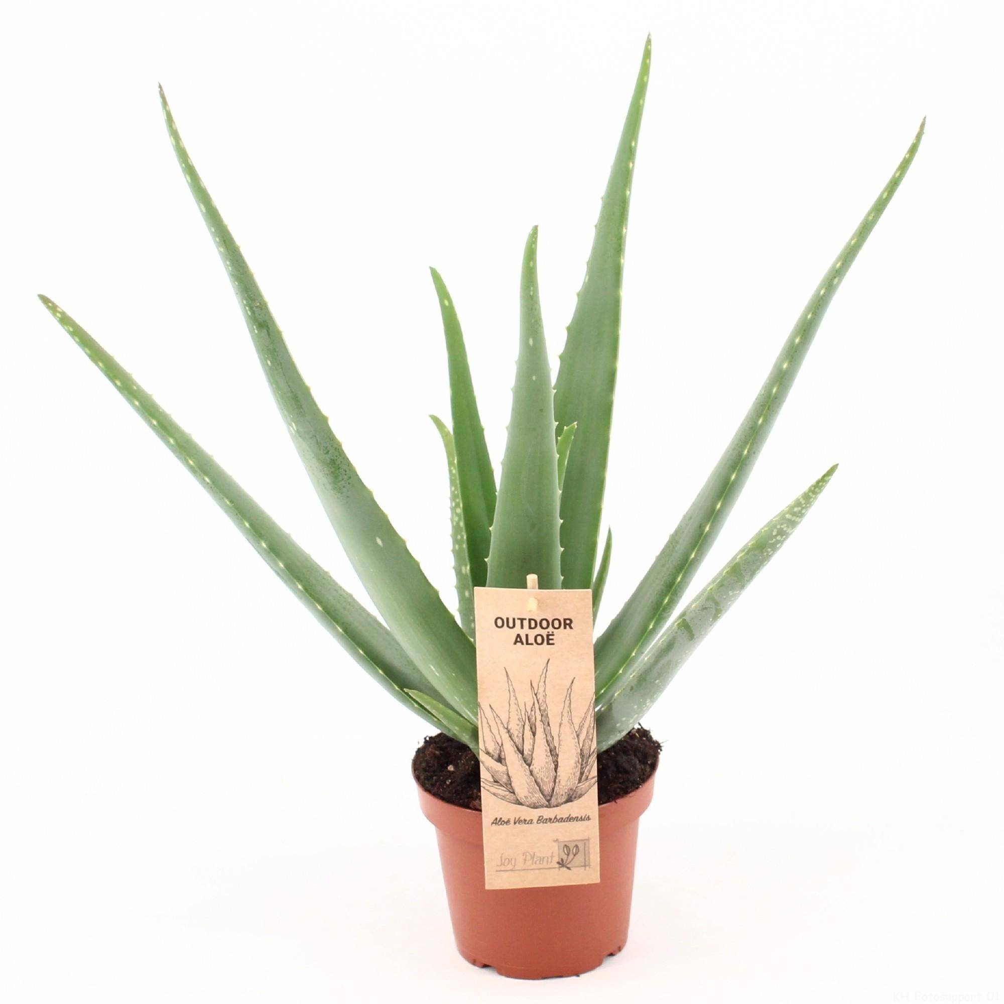 Aloe Vera P14 - D14 H45cm