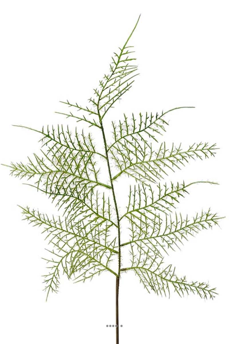 Artificielles - Branche Asparagus Plumosus verte H 60 cm
