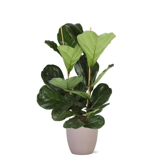 Ficus Lyrata et son pot- La Green Touch Taupe - Hauteur 120cm