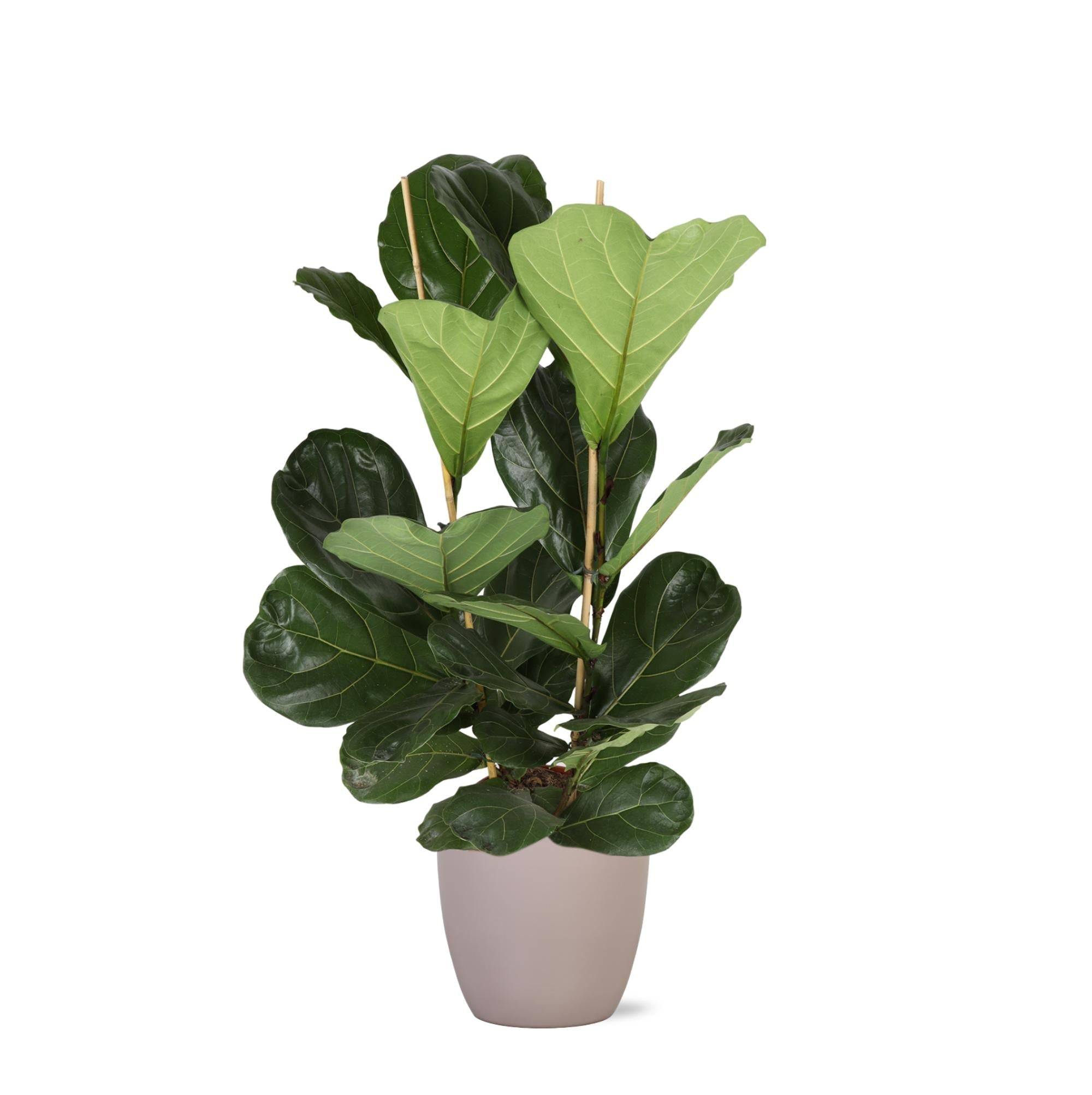 Ficus Lyrata et son pot- La Green Touch Taupe - Hauteur 120cm
