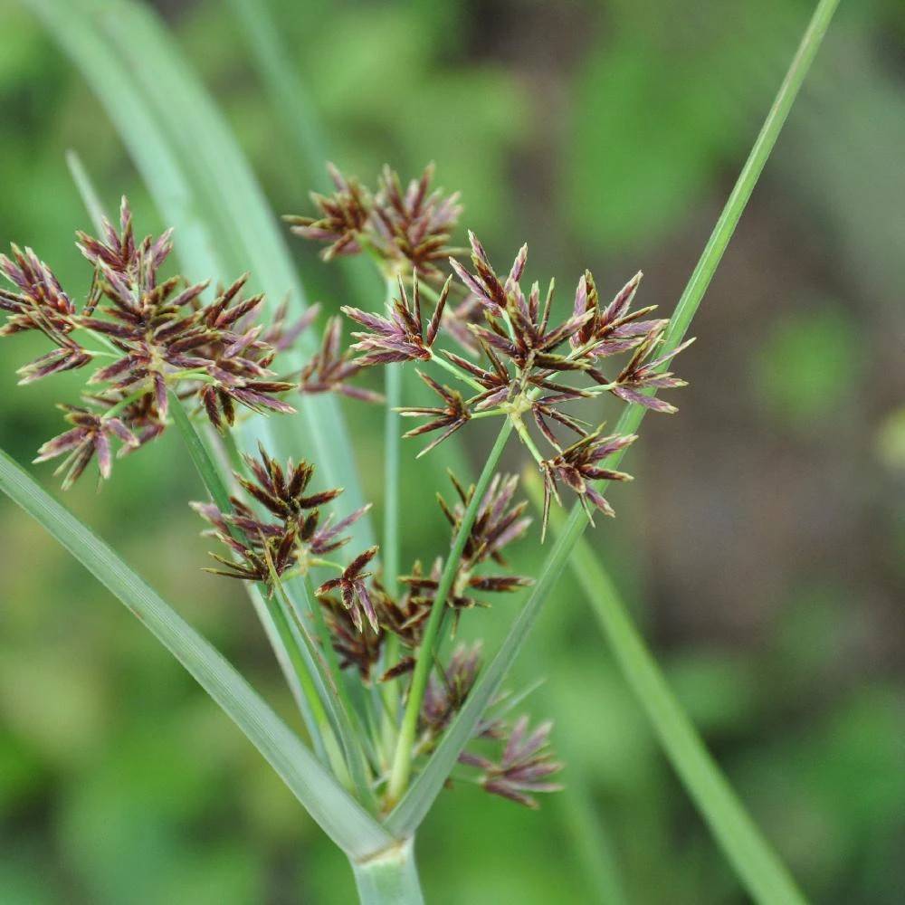 Souchet odorant  fleurs Vert - feuillage Caduc - Lot de 3 godets- hauteur   maturit De 1,00 m  1,50 m - Jardiland