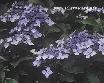 Hortensia - Hydrangea macrophylla Blue wave Pot de 2L/3L - Image 1