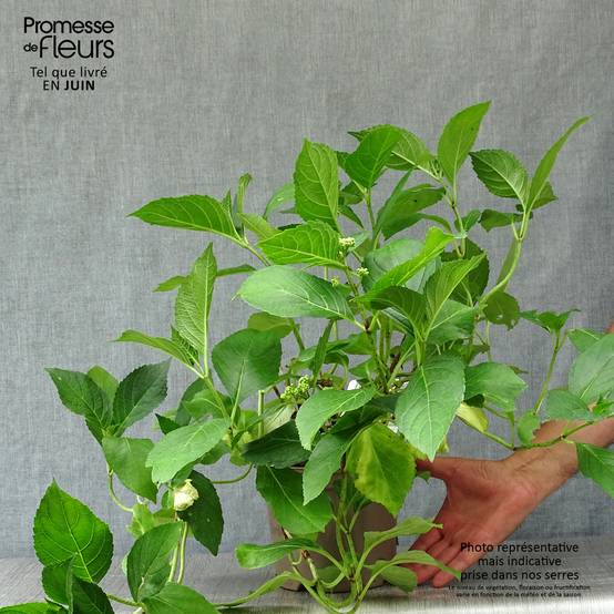 Hortensia - Hydrangea macrophylla Blue wave Pot de 2L/3L - Image 2