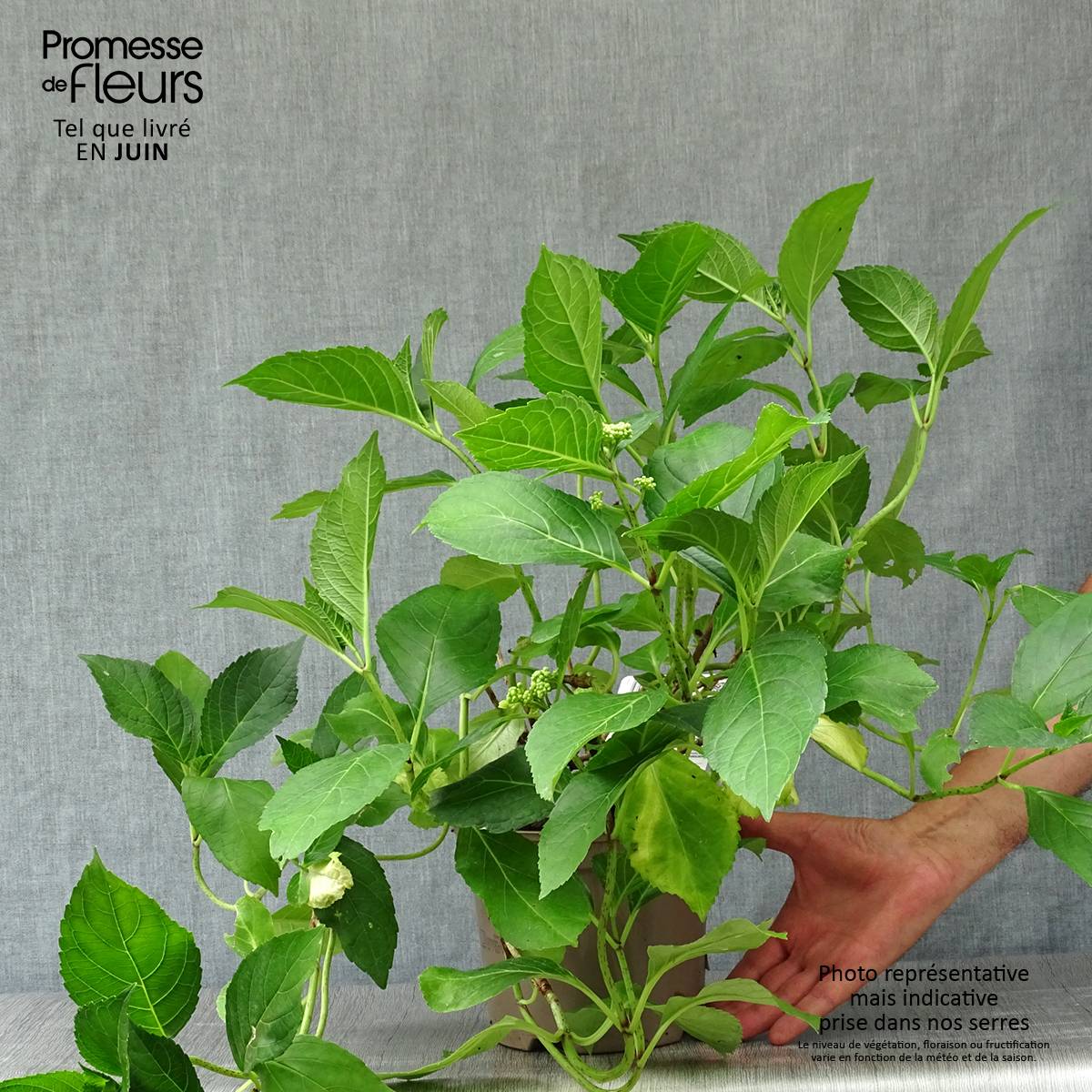 Hortensia - Hydrangea macrophylla Blue wave Pot de 2L/3L - Image 2