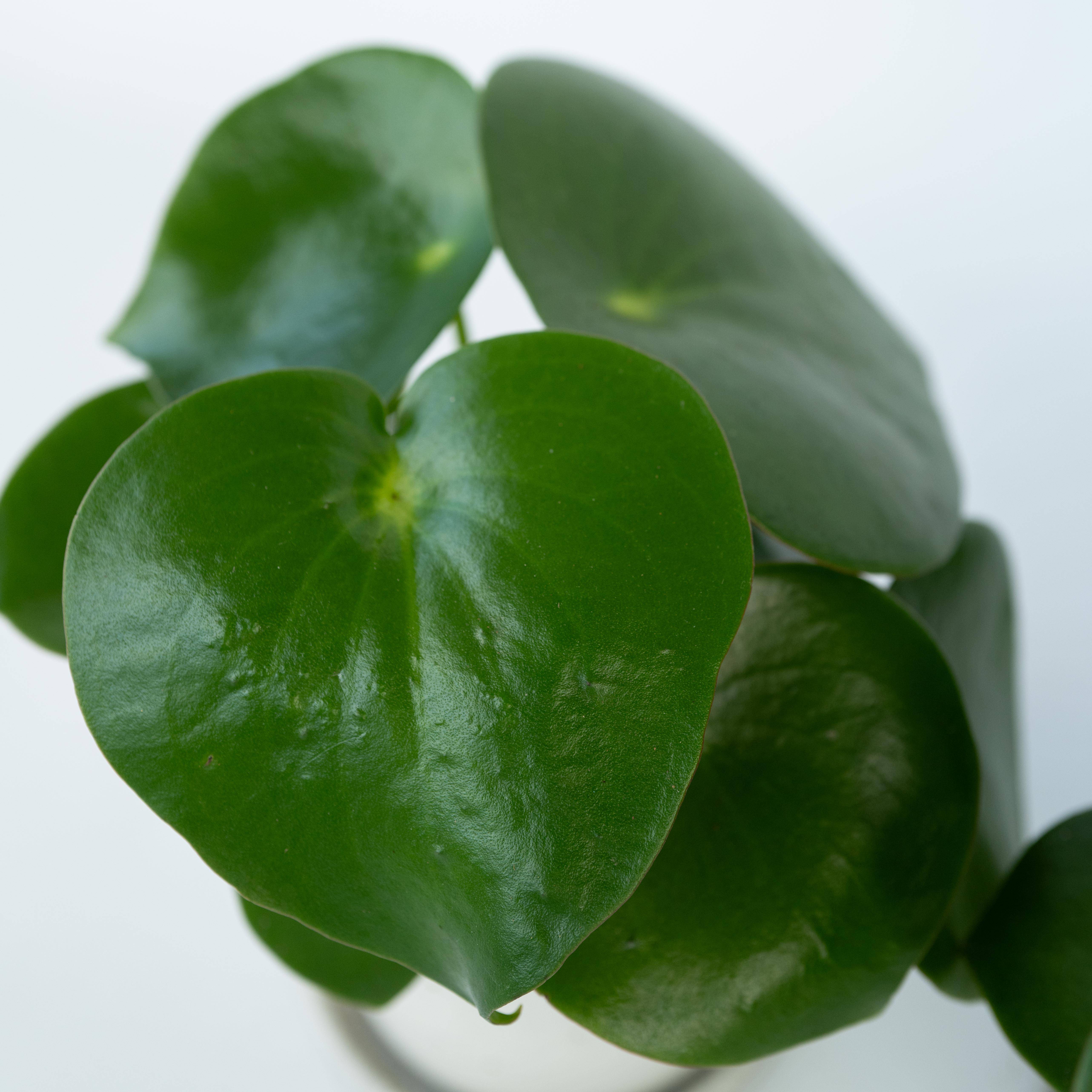 Plant In A Box - Pépéromie - Set de 2 - Peperomia polybotrya - Hauteur 20-30cm - ⌀12cm - Image 4