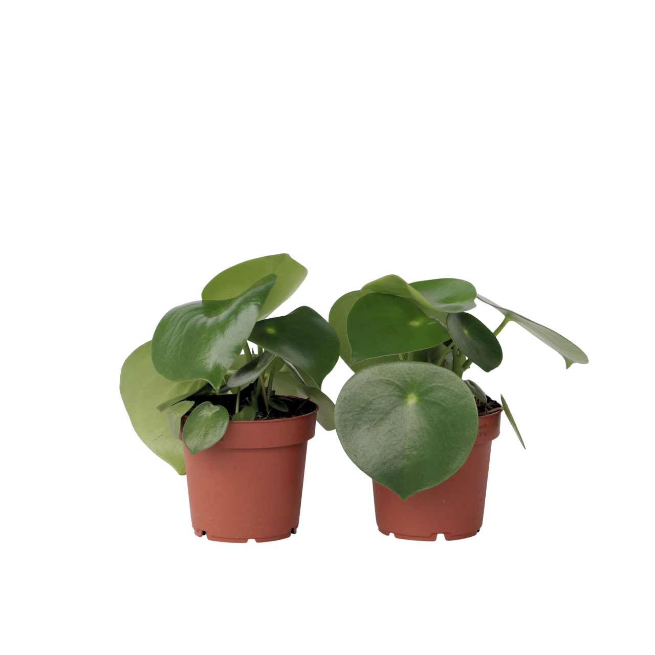 Plant In A Box - Pépéromie - Set de 2 - Peperomia polybotrya - Hauteur 20-30cm - ⌀12cm - Image 1