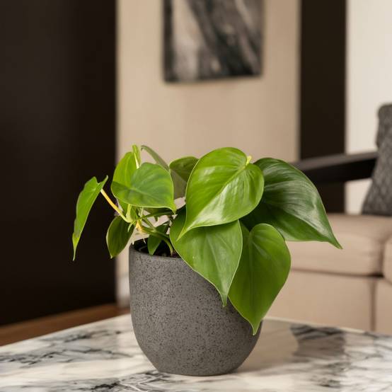 Plant In A Box - Pépéromie - Set de 2 - Peperomia polybotrya - Hauteur 20-30cm - ⌀12cm - Image 2