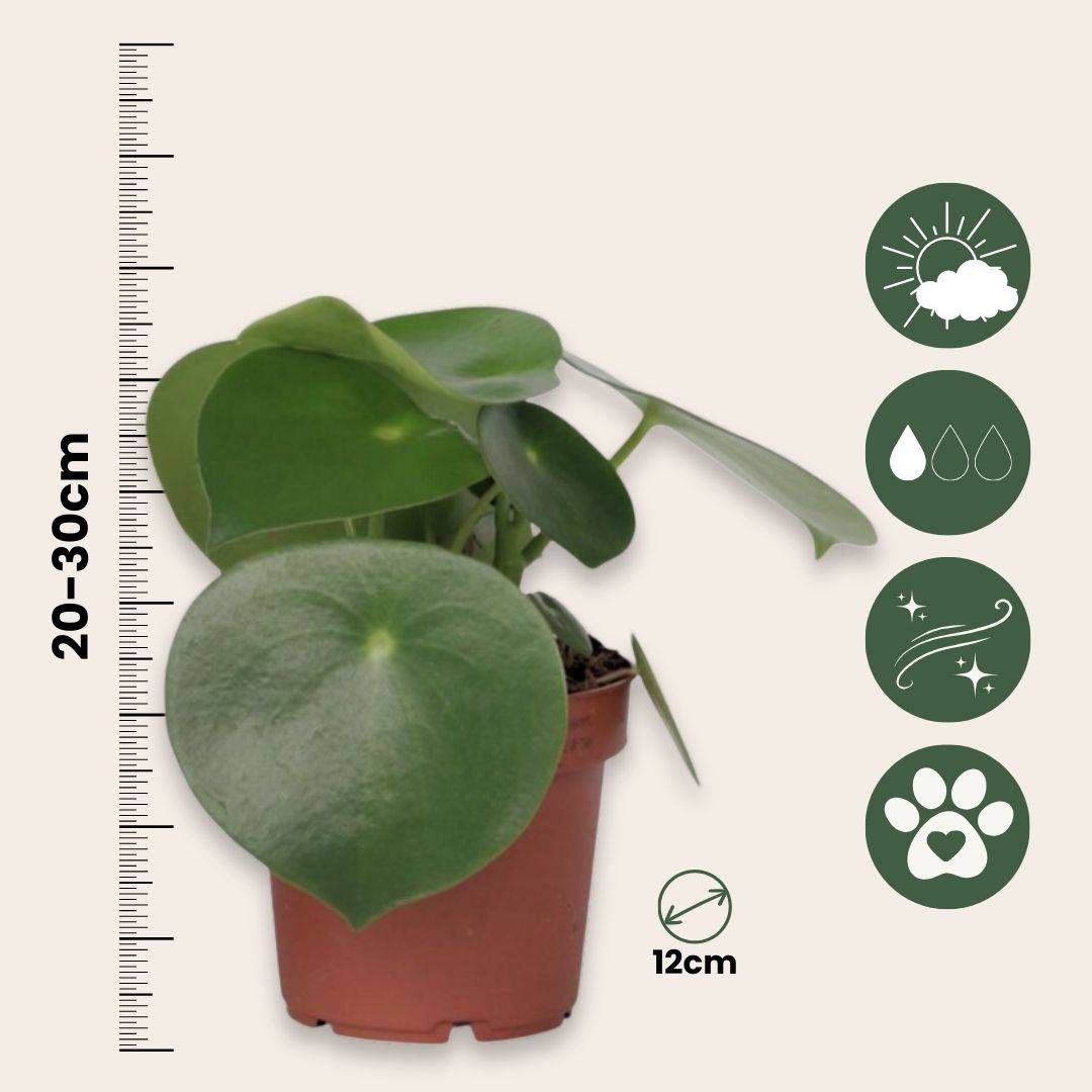 Plant In A Box - Pépéromie - Set de 2 - Peperomia polybotrya - Hauteur 20-30cm - ⌀12cm - Image 6