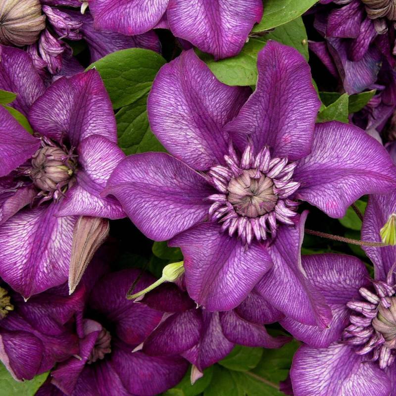 Clématite florida Cassis™ 'Evipo020' à fleurs Blanche - feuillage Caduc - Pot de 1,5L - Tuteur bambou 30/60 cm-  hauteur à maturité De 2,50 m à 3,00 m - Imagen 1