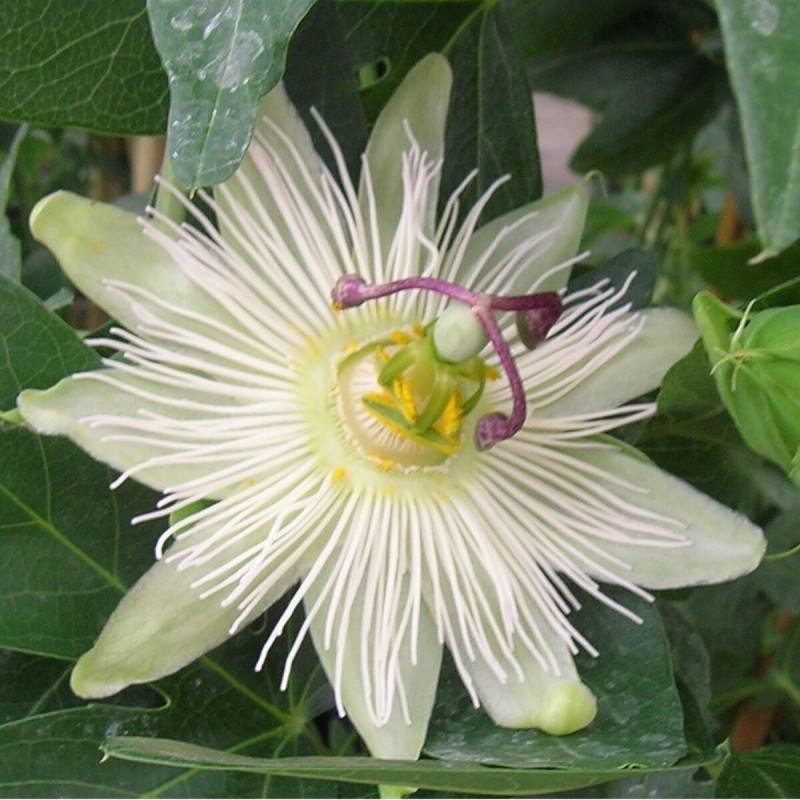 Passiflore RIVERSIDE® Snow Queen® à fleurs Blanche - feuillage Caduc - Godet - 5/10 cm-  hauteur à maturité De 2,50 m à 3,00 m - Imagen 3