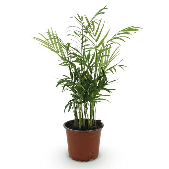 La Green Touch - Chamaedorea Elegans - Image 3