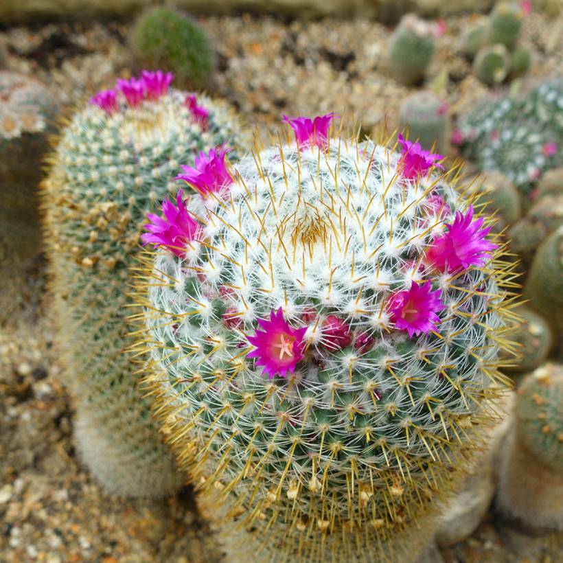 Promesse de Fleurs - Cactus - Mammillaria hahniana Mini-plante