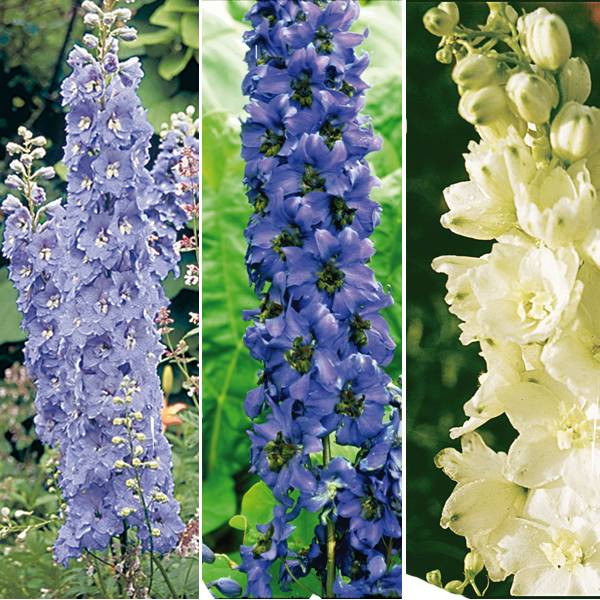 Promesse de Fleurs - Collection de 6 Delphiniums Pacific - Collection de 6 plantes