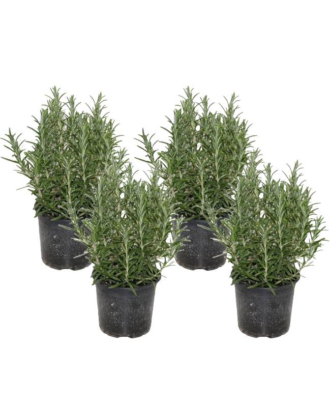 Horti-Flandre - Romarin Lot de 4 pot 14 cm