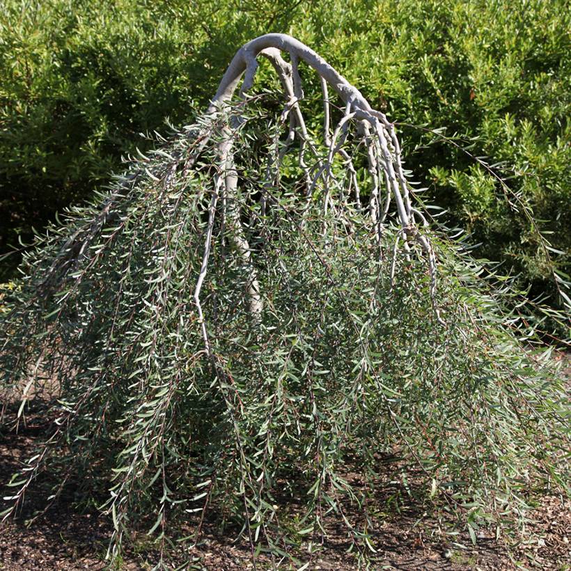 Promesse de Fleurs - Osier rouge pleureur - Salix purpurea Pendula Pot de 3L/4L, Tige