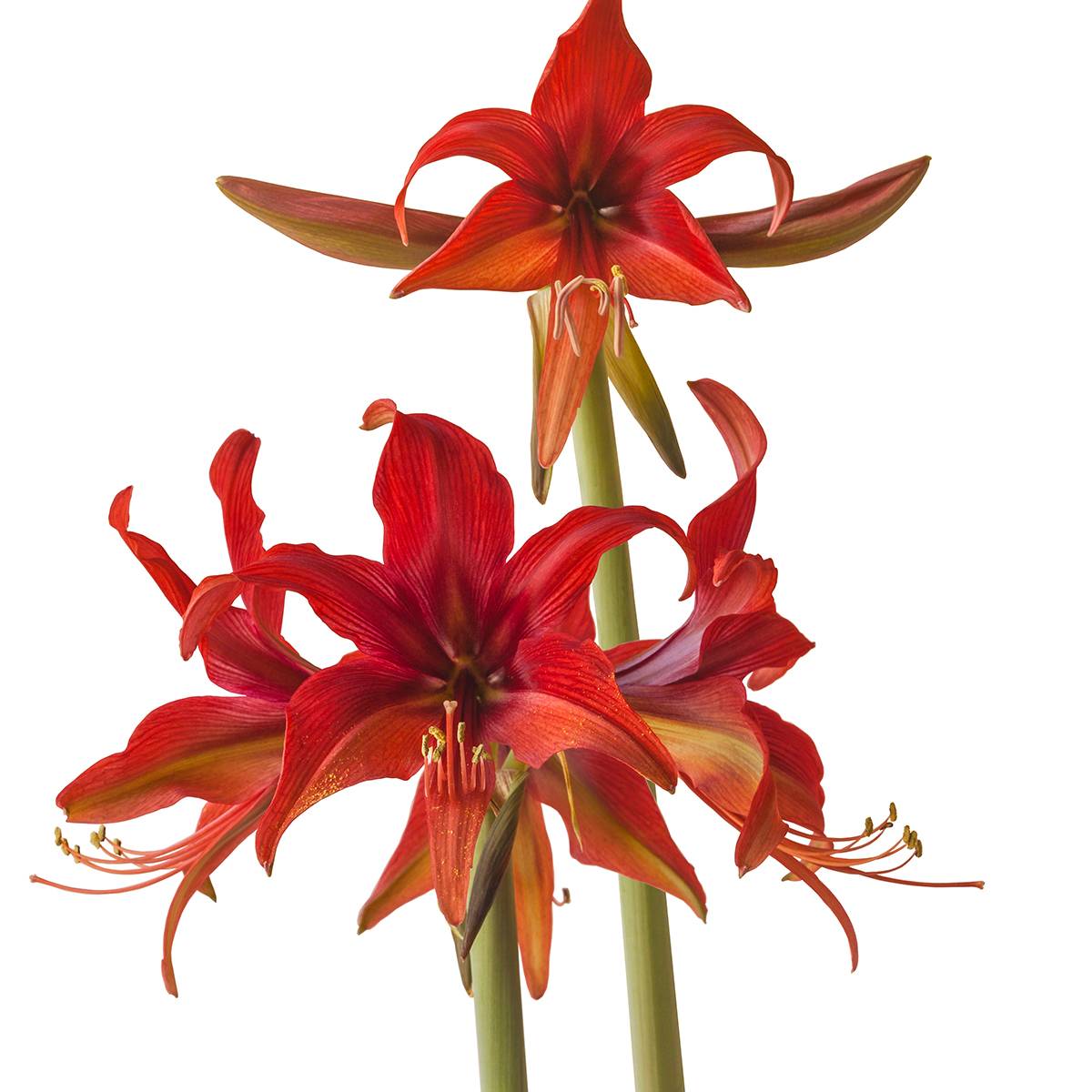 Promesse de Fleurs - Amaryllis Cybester Bogota Bulbe calibre 24/26 - Image 3