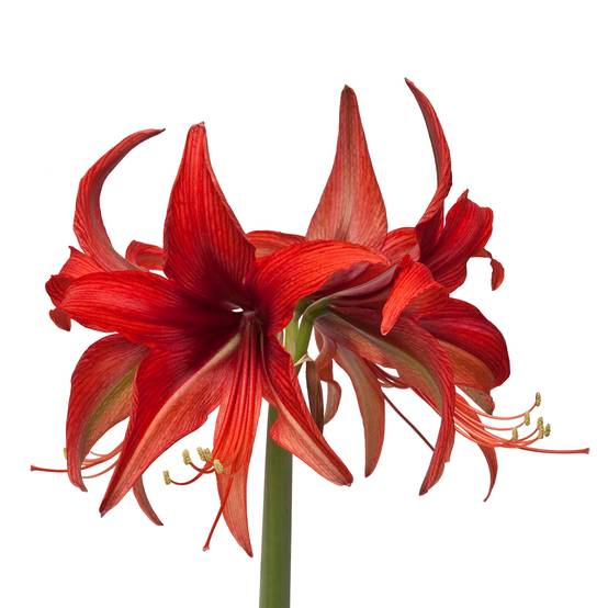 Promesse de Fleurs - Amaryllis Cybester Bogota Bulbe calibre 24/26 - Image 2
