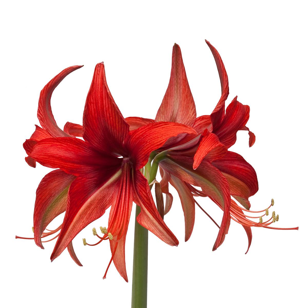Promesse de Fleurs - Amaryllis Cybester Bogota  Bulbe calibre 24/26 - Image 2