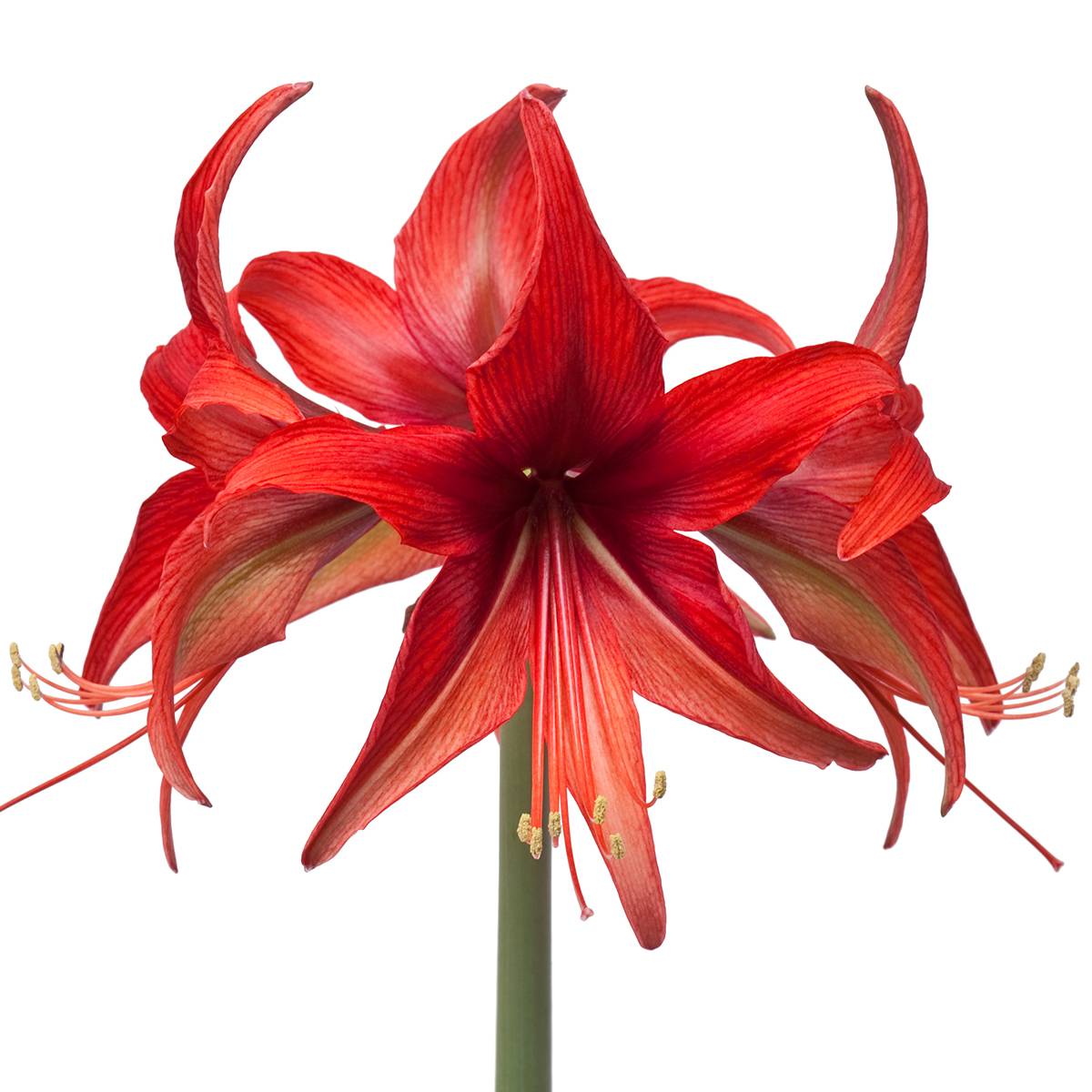 Promesse de Fleurs - Amaryllis Cybester Bogota Bulbe calibre 24/26 - Image 4
