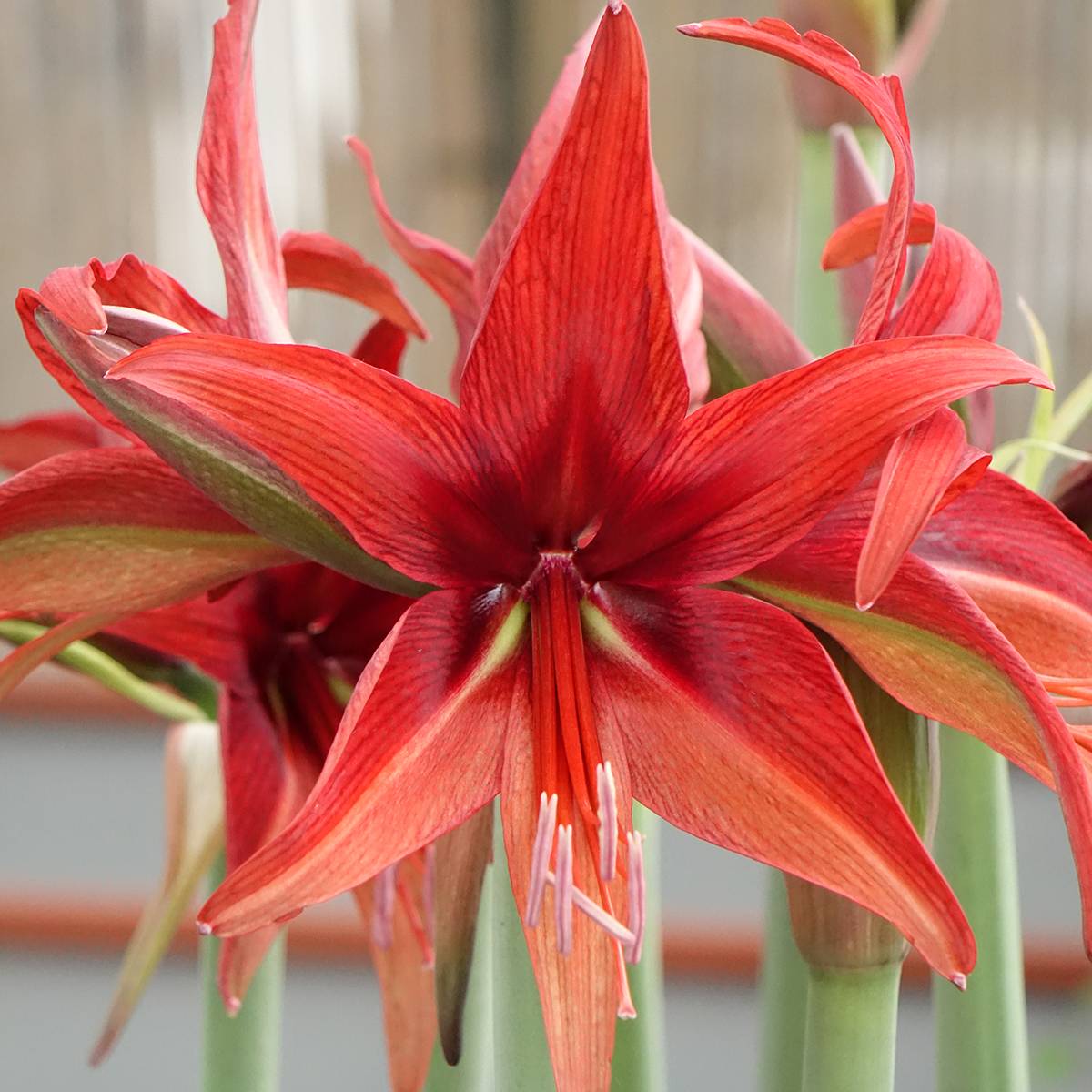 Promesse de Fleurs - Amaryllis Cybester Bogota Bulbe calibre 24/26 - Image 1