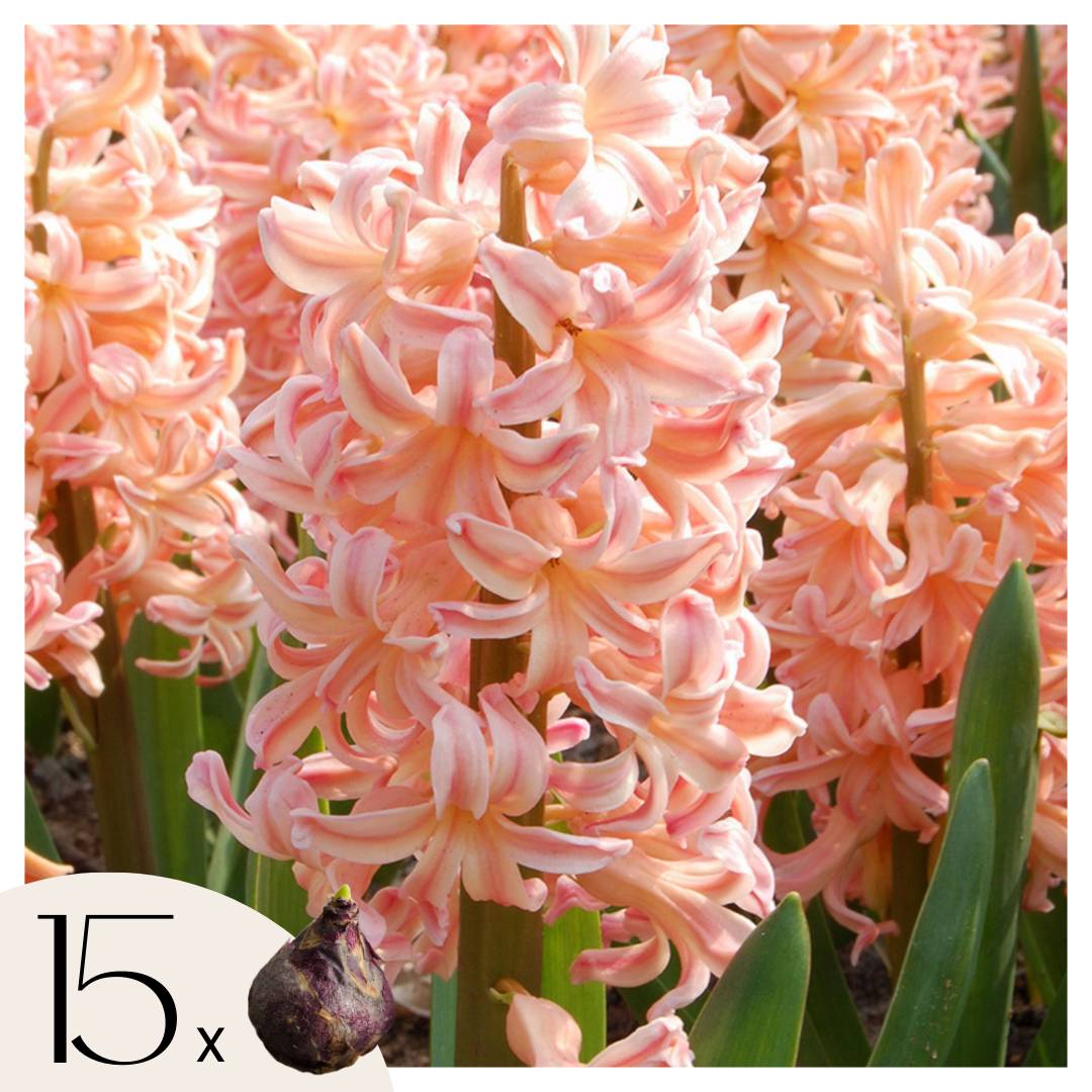 Plant In A Box - Jacinthe - Set de 15 - Hyacinthus 'Gipsy Queen' - Bulbes à fleurs - Orange - Image 1