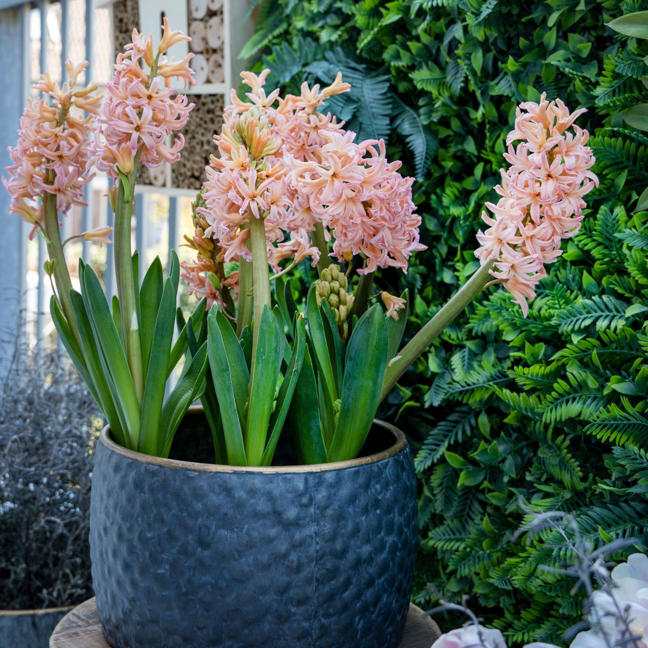 Plant In A Box - Jacinthe - Set de 15 - Hyacinthus 'Gipsy Queen' - Bulbes à fleurs - Orange - Image 2