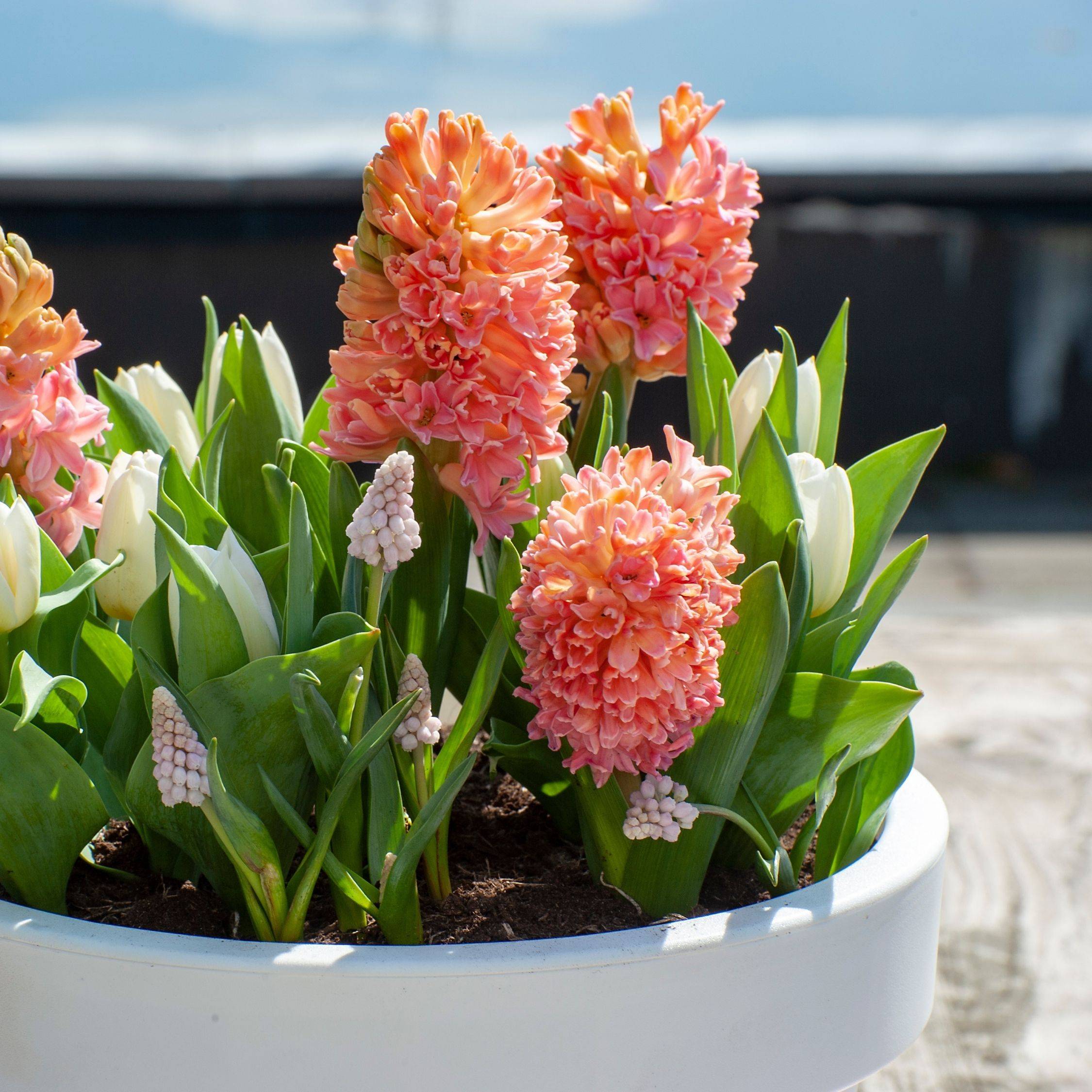 Plant In A Box - Jacinthe - Set de 15 - Hyacinthus 'Gipsy Queen' - Bulbes à fleurs - Orange - Image 3