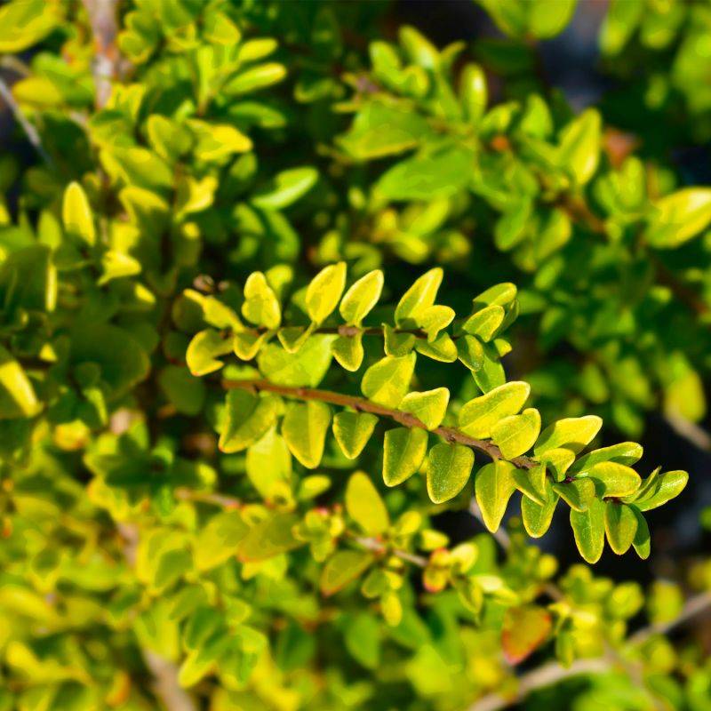20 Chèvrefeuilles à feuilles de buis 'Maigruen' (Lonicera Nitida 'Maigrun') - Haie Basse de Chèvrefeuille à feuilles de buis -  - Pépinières Naudet - Imagen 2