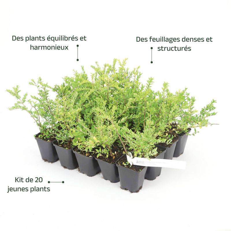 20 Chèvrefeuilles à feuilles de buis 'Maigruen' (Lonicera Nitida 'Maigrun') - Haie Basse de Chèvrefeuille à feuilles de buis -  - Pépinières Naudet - Imagen 4