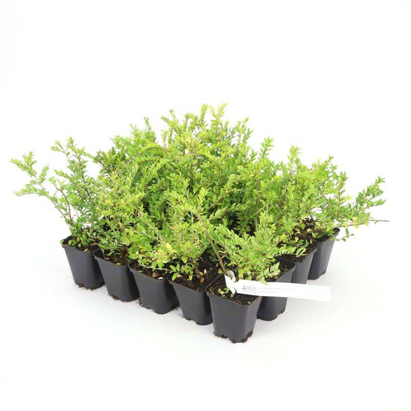20 Chèvrefeuilles à feuilles de buis 'Maigruen' (Lonicera Nitida 'Maigrun') - Haie Basse de Chèvrefeuille à feuilles de buis -  - Pépinières Naudet - Imagen 3