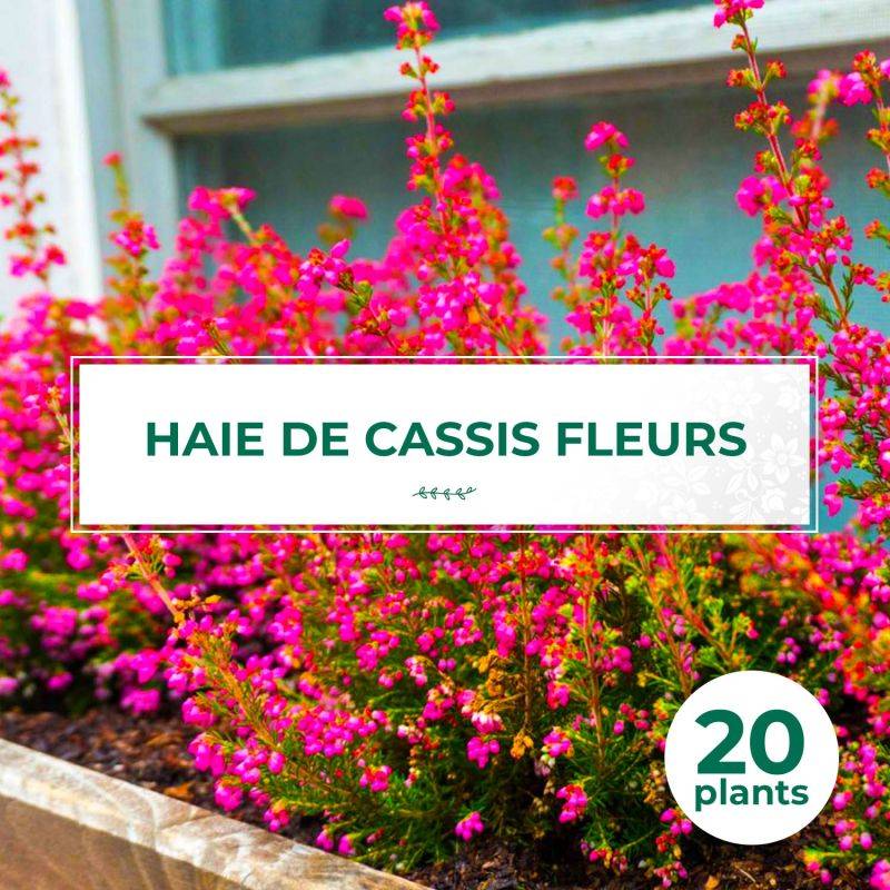 20 Groseilliers à fleurs (Ribes sanguineum) - Haie de Cassis Fleurs -  - Pépinières Naudet - Imagen 1