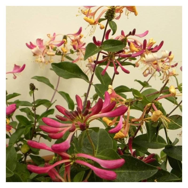 Chèvrefeuille arbustif nain Chic et Choc® 'Inov205', Lonicera à fleurs Jaune - feuillage Persistant - Godet - 5/20 cm-  hauteur à maturité De 0,50 m à - Imagen 3
