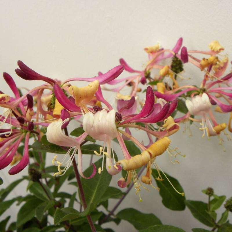 Chèvrefeuille arbustif nain Chic et Choc® 'Inov205', Lonicera à fleurs Jaune - feuillage Persistant - Godet - 5/20 cm-  hauteur à maturité De 0,50 m à - Imagen 2