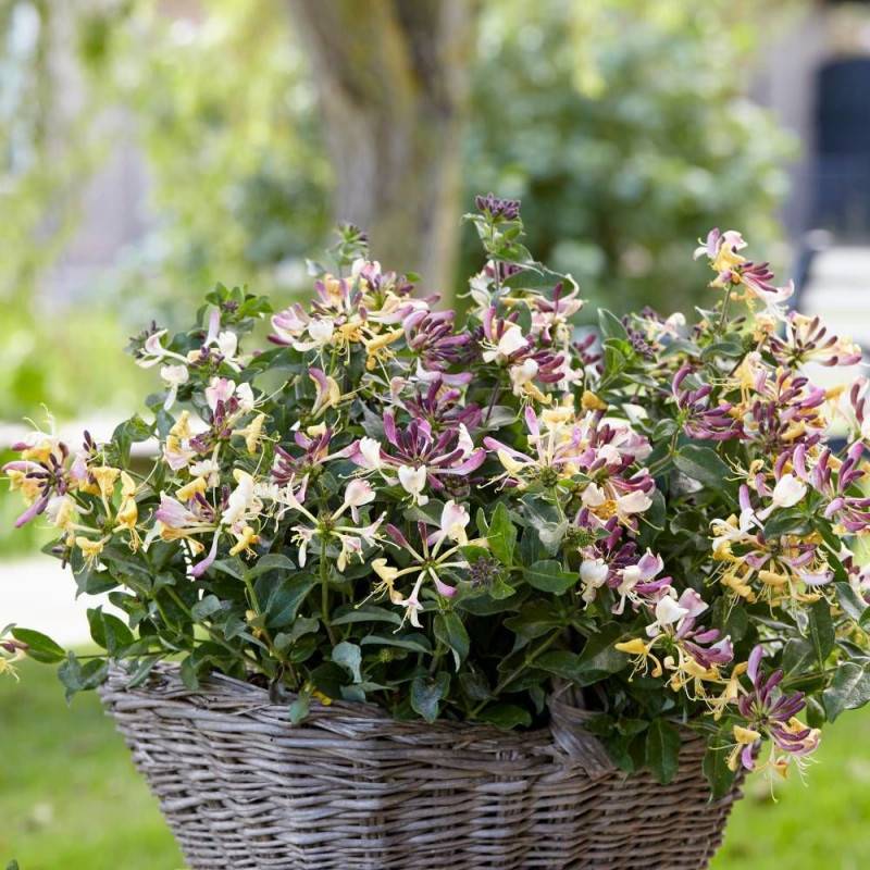 Chèvrefeuille arbustif nain Chic et Choc® 'Inov205', Lonicera à fleurs Jaune - feuillage Persistant - Godet - 5/20 cm-  hauteur à maturité De 0,50 m à - Imagen 1