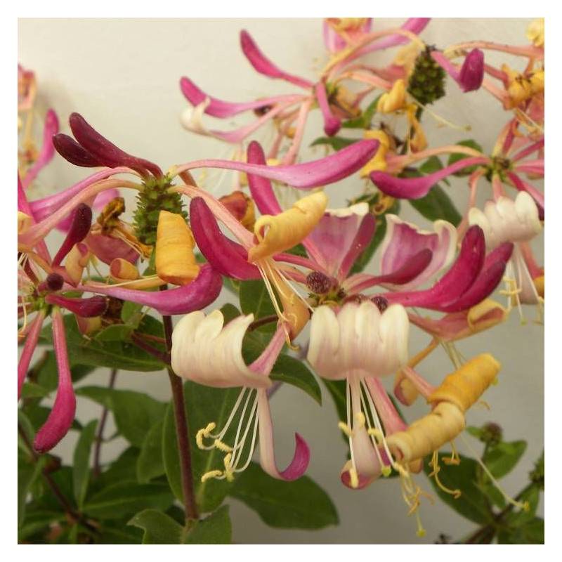 Chèvrefeuille arbustif nain Chic et Choc® 'Inov205', Lonicera à fleurs Jaune - feuillage Persistant - Godet - 5/20 cm-  hauteur à maturité De 0,50 m à - Imagen 4