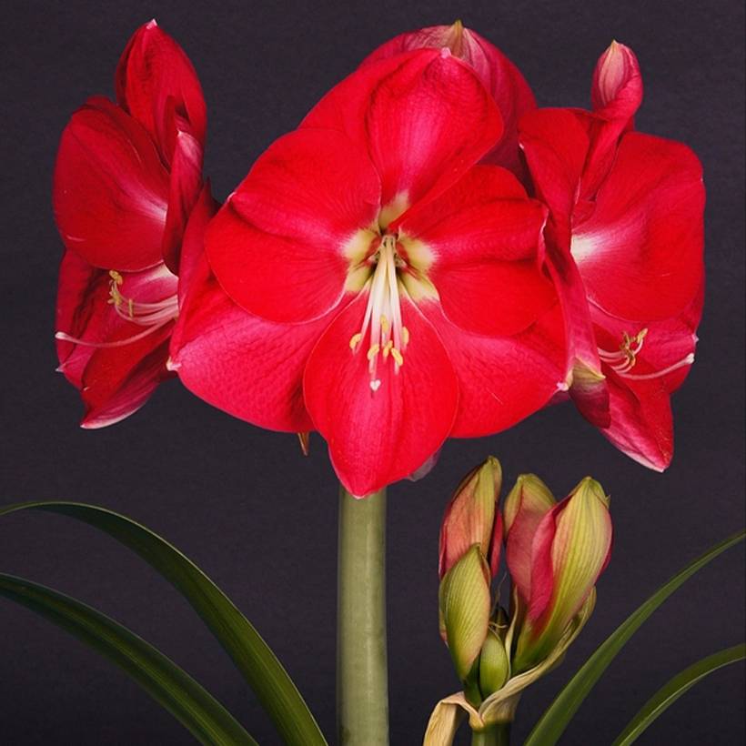 Promesse de Fleurs - Amaryllis Candy Cream (Candy Queen) - Hippeastrum Bulbe calibre 30/32
