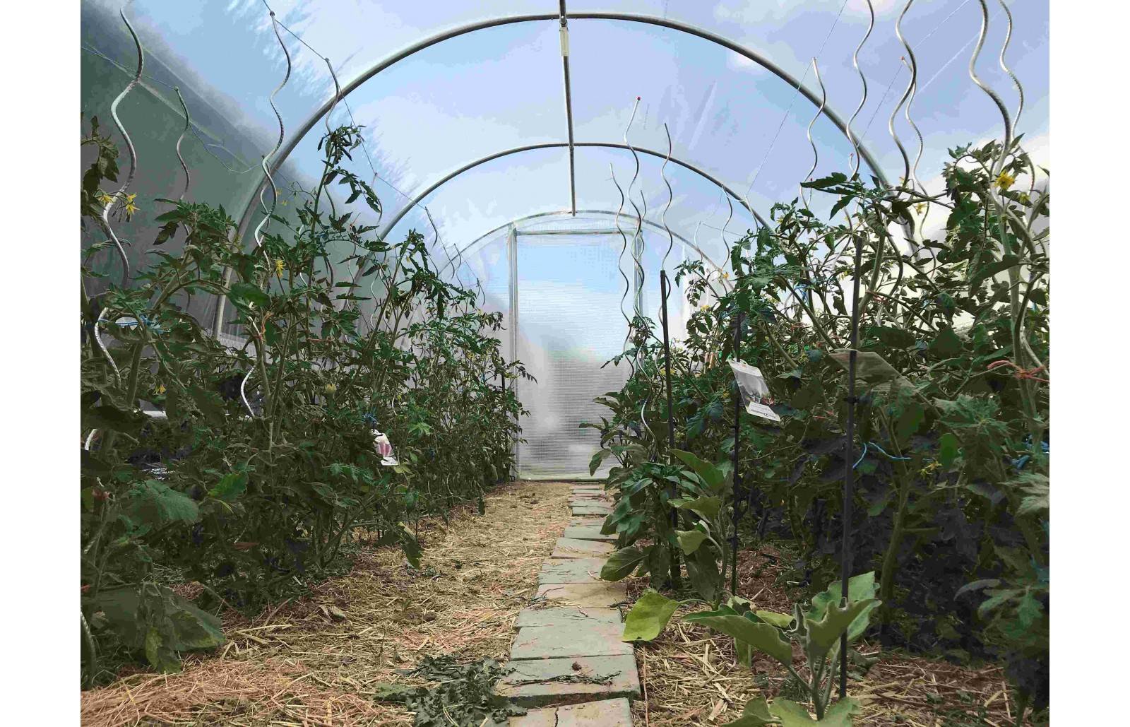 Serre tunnel de jardin - 12m² - 3 x 4 m - pieds arrondis - polyéthylène haute densité - 2 portes pivotantes - LES SERRES TONNEAU - Image 5