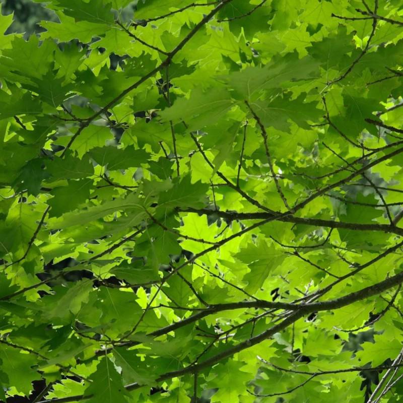 Chêne rouvre, Quercus petraea - Pot de 30L - Tige 6/8 - Image 3