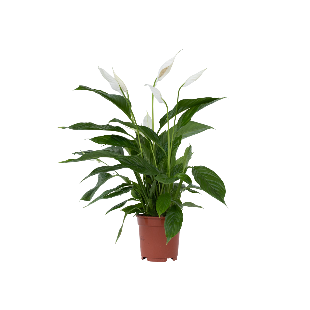 Plant In A Box - Fleur de lune - Spathiphyllum 'Lima' - Hauteur 60-75cm - ⌀17cm - Image 1