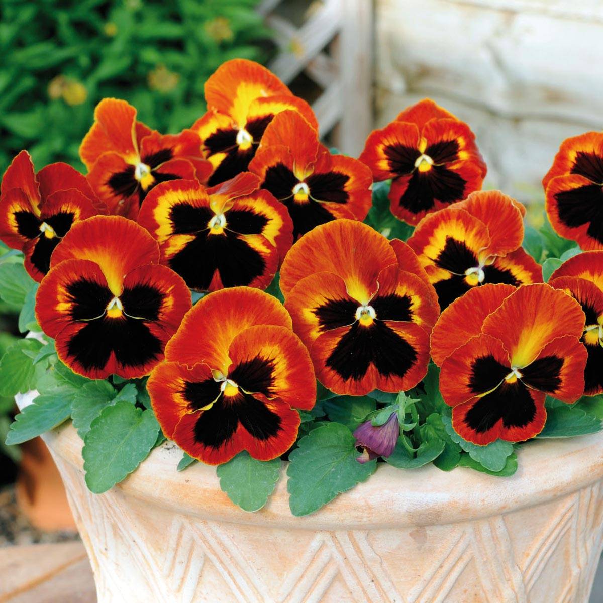 Promesse de Fleurs - Pensée Matrix Solar Flare Mini-motte Mini-motte Ø 1,5/2,5 cm, Plant vert de 3 à 5 cm de haut environ (par 5)