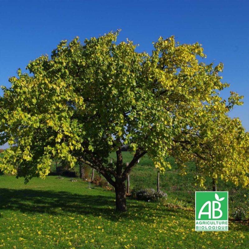 Abricotier 'Bergeron' BIO (Prunus armeniaca 'Bergeron') - Scion de 100 à 150cm - Pépinières Naudet - Imagen 1