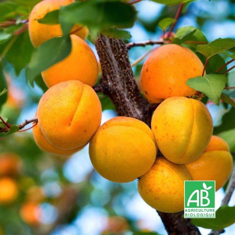 Abricotier 'Bergeron' BIO (Prunus armeniaca 'Bergeron') - Scion de 100 à 150cm - Pépinières Naudet - Imagen 2