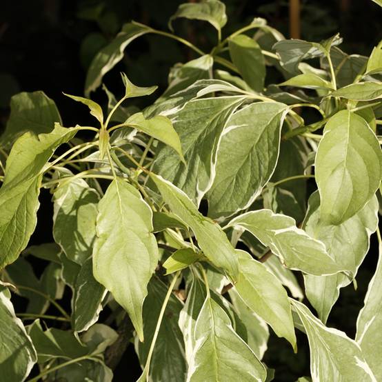 Cornus controversa Marginata Nord - Cornouiller des Pagodes Pot de 4L/5L - Image 1
