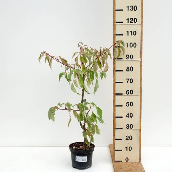 Cornus controversa Marginata Nord - Cornouiller des Pagodes Pot de 4L/5L - Image 2