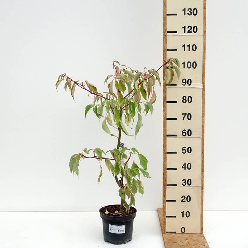 Cornus controversa Marginata Nord - Cornouiller des Pagodes Pot de 4L/5L - Image 2