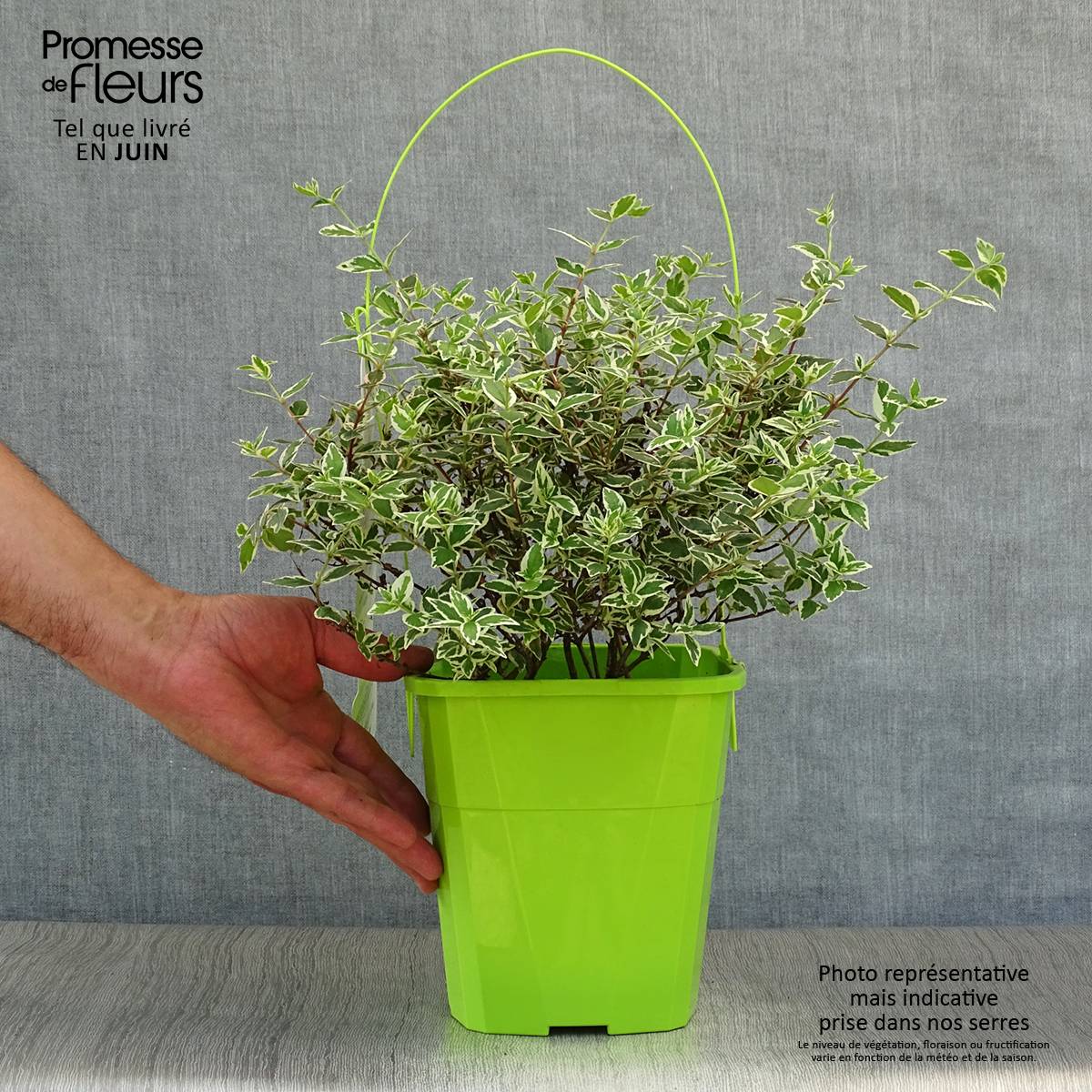 Abelia Magic Daydream Pot de 3L/4L - Image 2
