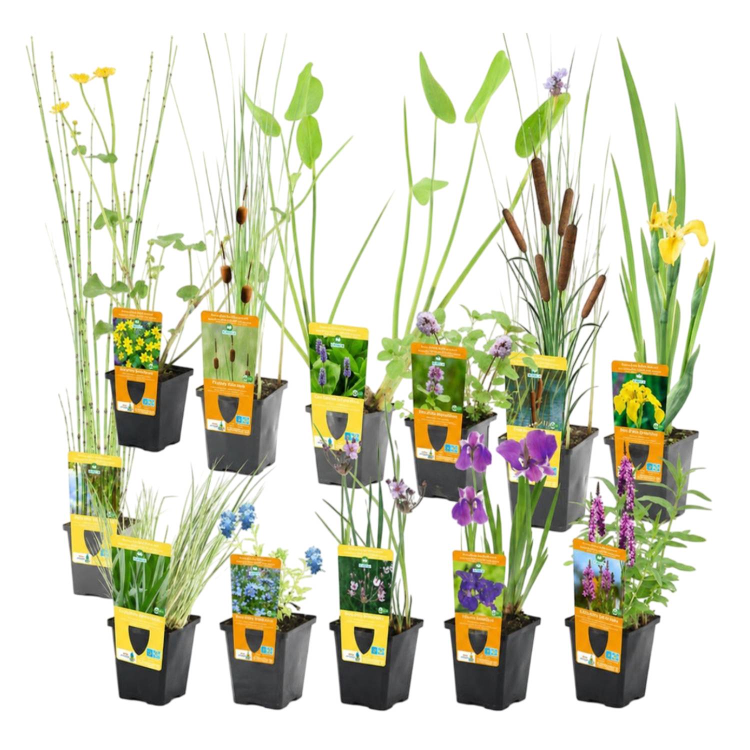 0 - Set Surprise Plantes de Bassin - 12 Plantes Rustiques avec Paniers