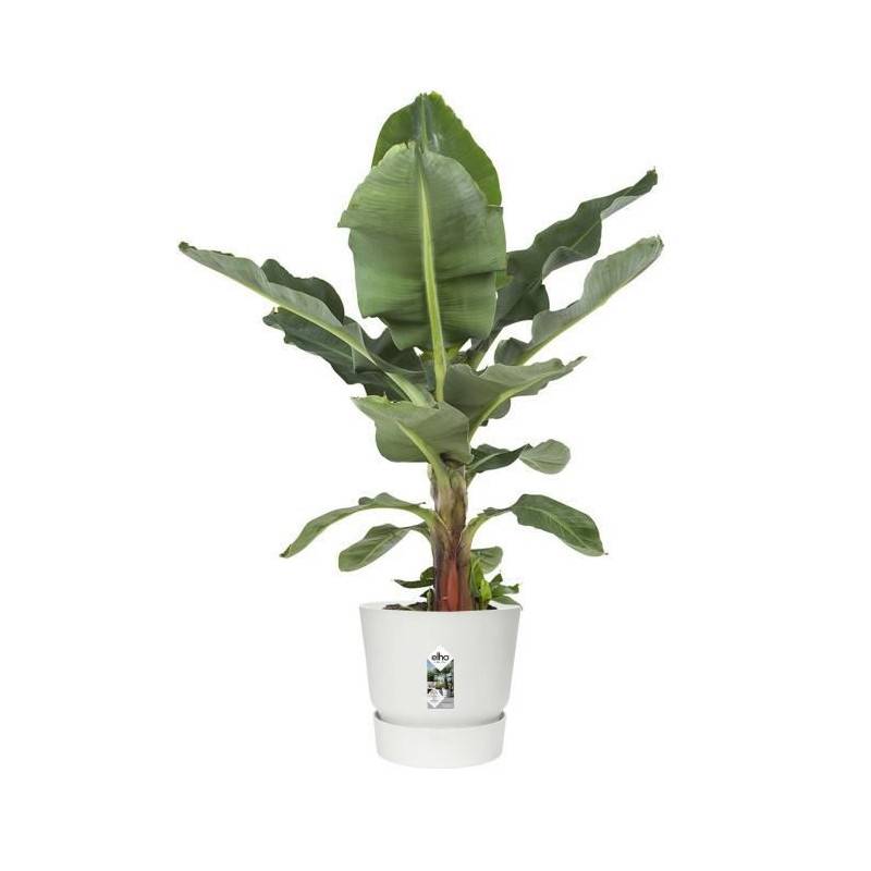 Elho - Elho Pot De Fleurs Rond Greenville 40 - Exterieur - O 39 X H 36,8 Cm - Blanc - Imagen 5