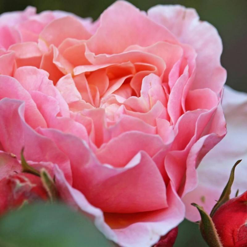 Rosier ancien Dames de Chenonceau® 'Delpabra' à fleurs Rose - feuillage Caduc - Pot de 5L - Touffe-  hauteur à maturité De 1,00 m à 1,50 m - Image 4